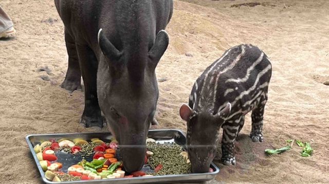 視頻|森林野生動物園迎來新晉網紅 “小豬佩奇”原型南美貘寶寶首次公開“營業”