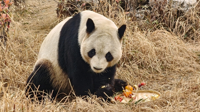 元宵“食”刻 動物撒歡干飯秀萌態